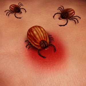 Partially fed nymphal ticks transmit spirochetal infection more rapidly than do ticks that have never been attached to a host, according to 1993 study.