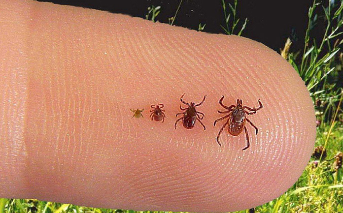 Ticks are extremely small, with the nymph the size of a pinhead.