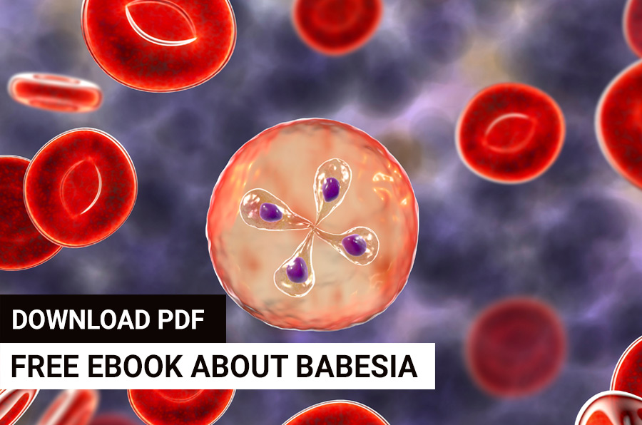 Discussion - Babesia with Dr. Daniel Cameron