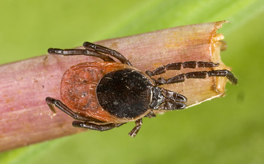 Lyme disease is a bacterial infection typically transmitted through the bite of an infected tick