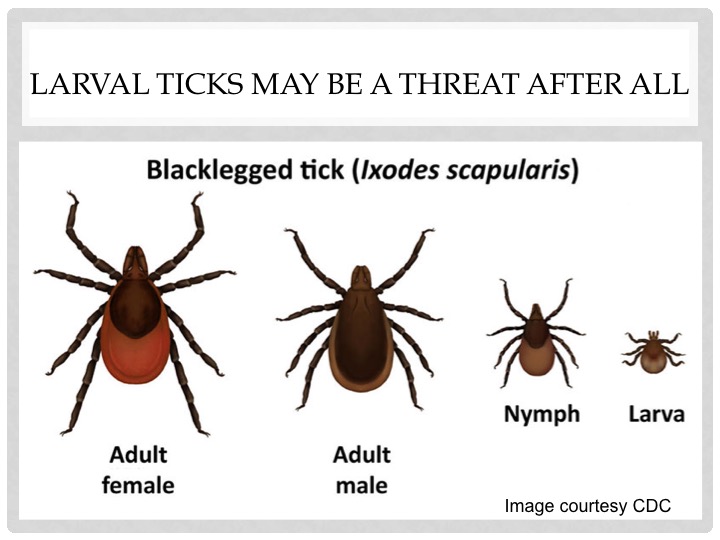 do male american dog tick ticks feed