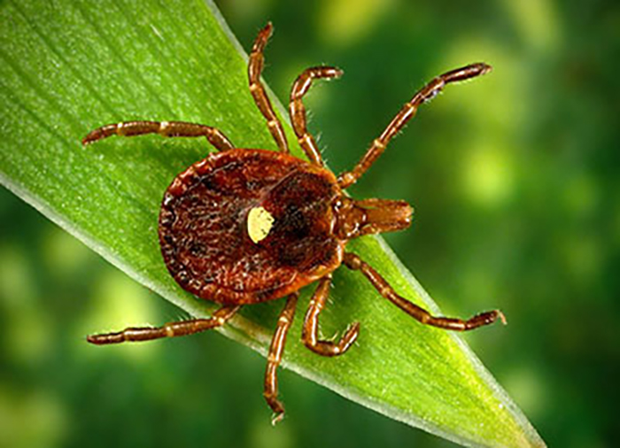 Travelers heading south cannot escape the threat of tick-borne diseases