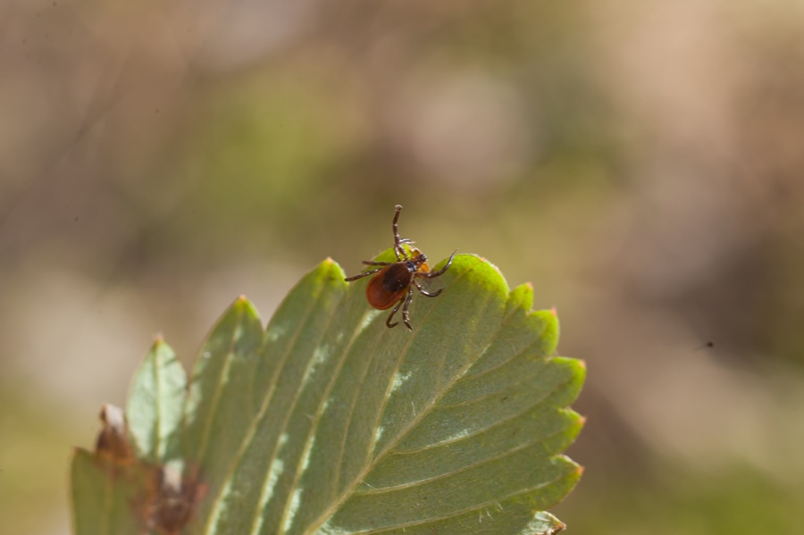 tick-disease-transmission