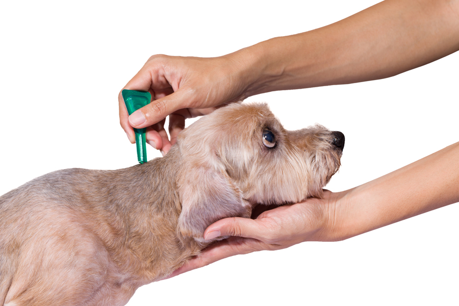 what does lyme disease look like in dogs