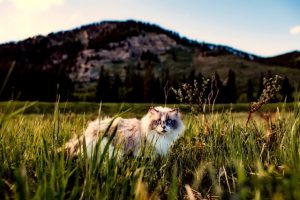 cat, tick-borne diseases, lyme disease