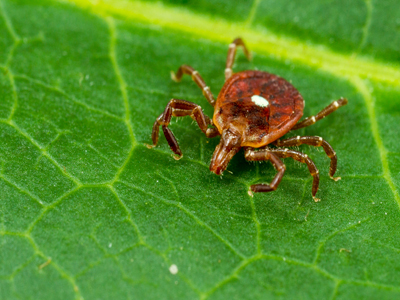 lone star tick