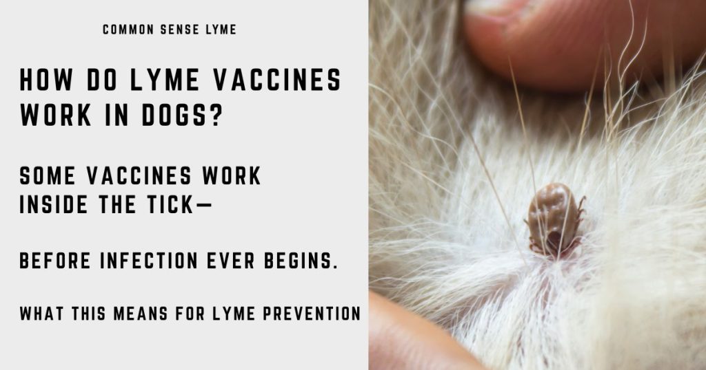 HOW DO LYME VACCINES WORK IN DOGS