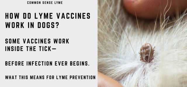 HOW DO LYME VACCINES WORK IN DOGS