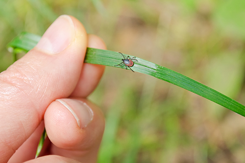 tick, deer tick, powassan virus, tick-borne disease