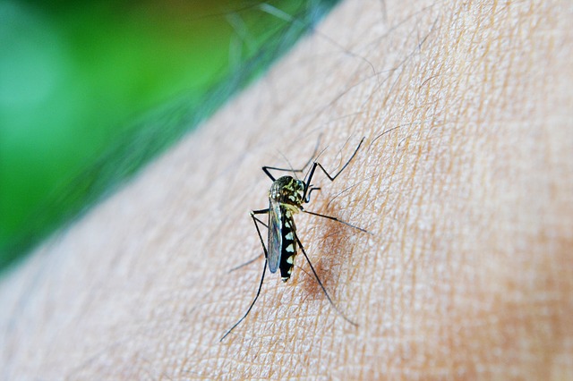 malaria, mosquito, vector-borne diseases