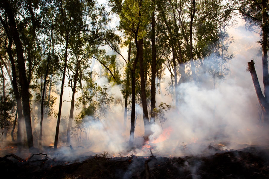 Controlled burn. Дом древесного дыма. Экологические катастрофы пожары красивые кадры.