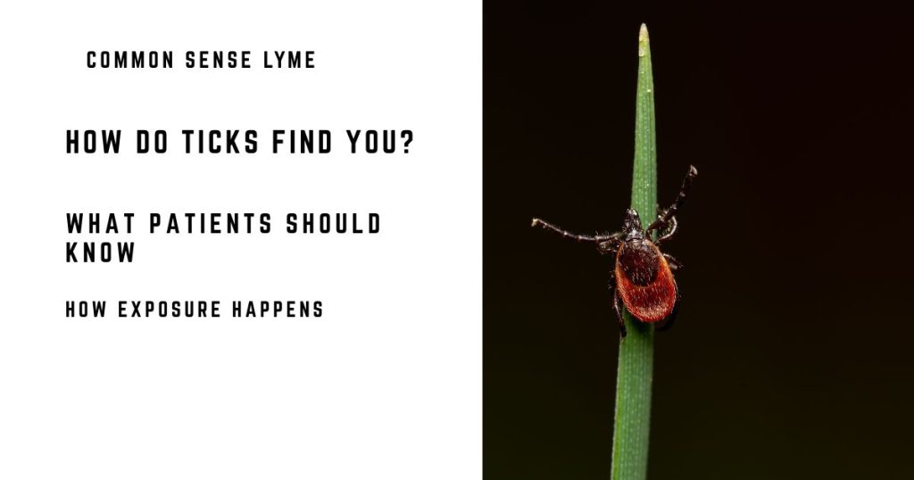 How Do Ticks Move When Seeking a Meal?