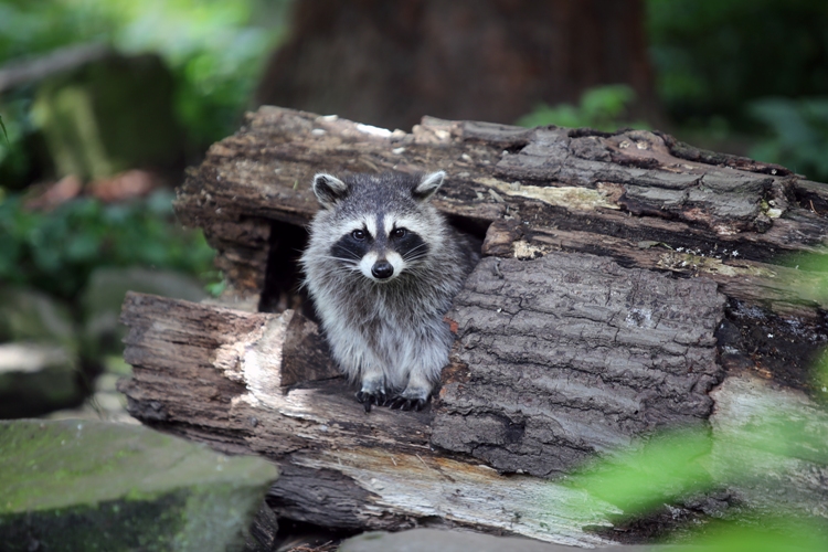 Raccoon in the woods infected with babesia microti