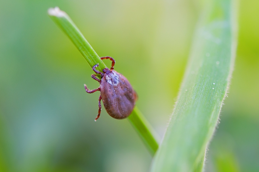 identifying ticks