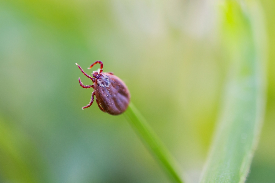 Can You Get Lyme More Than Once? | Madison Area Lyme Support Group