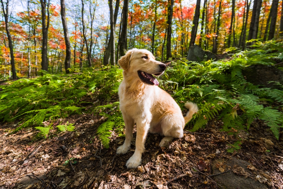 A dog with ticks sitting in the woods in the winter season.