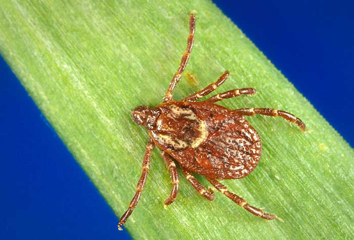 identifying-ticks