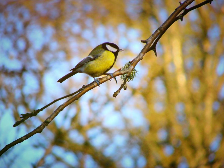 birds-tick-borne-pathogens