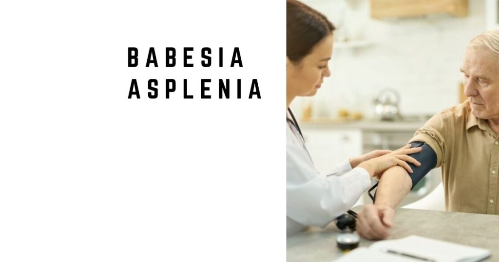 Babesia Asplenia