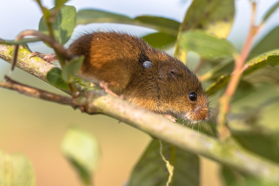 Mouse with tick embedded on shrub branch.