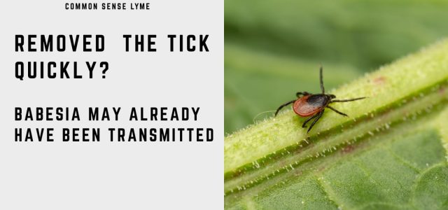 REMOVED the TICK QUICKLY (1)