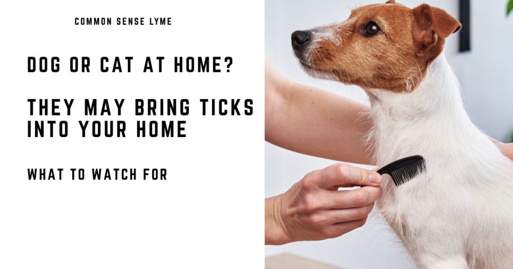 DOG OR CAT AT HOME