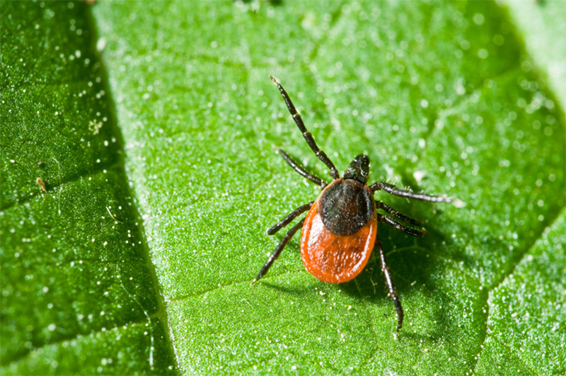 Blacklegged or Deer tick (Ixodes scapularis)