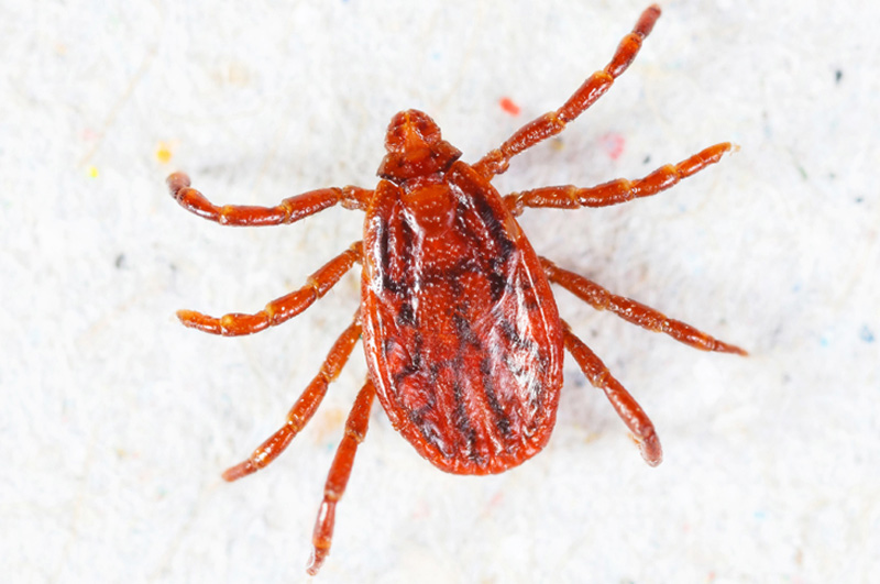 American Dog tick