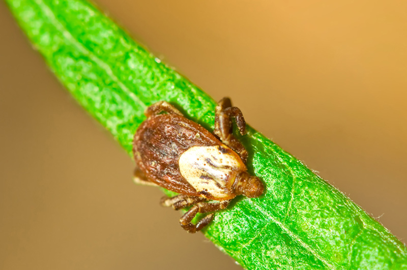 Rocky Mountain Wood tick