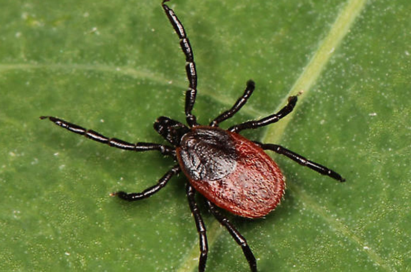 Types of Ticks - Western Blacklegged tick