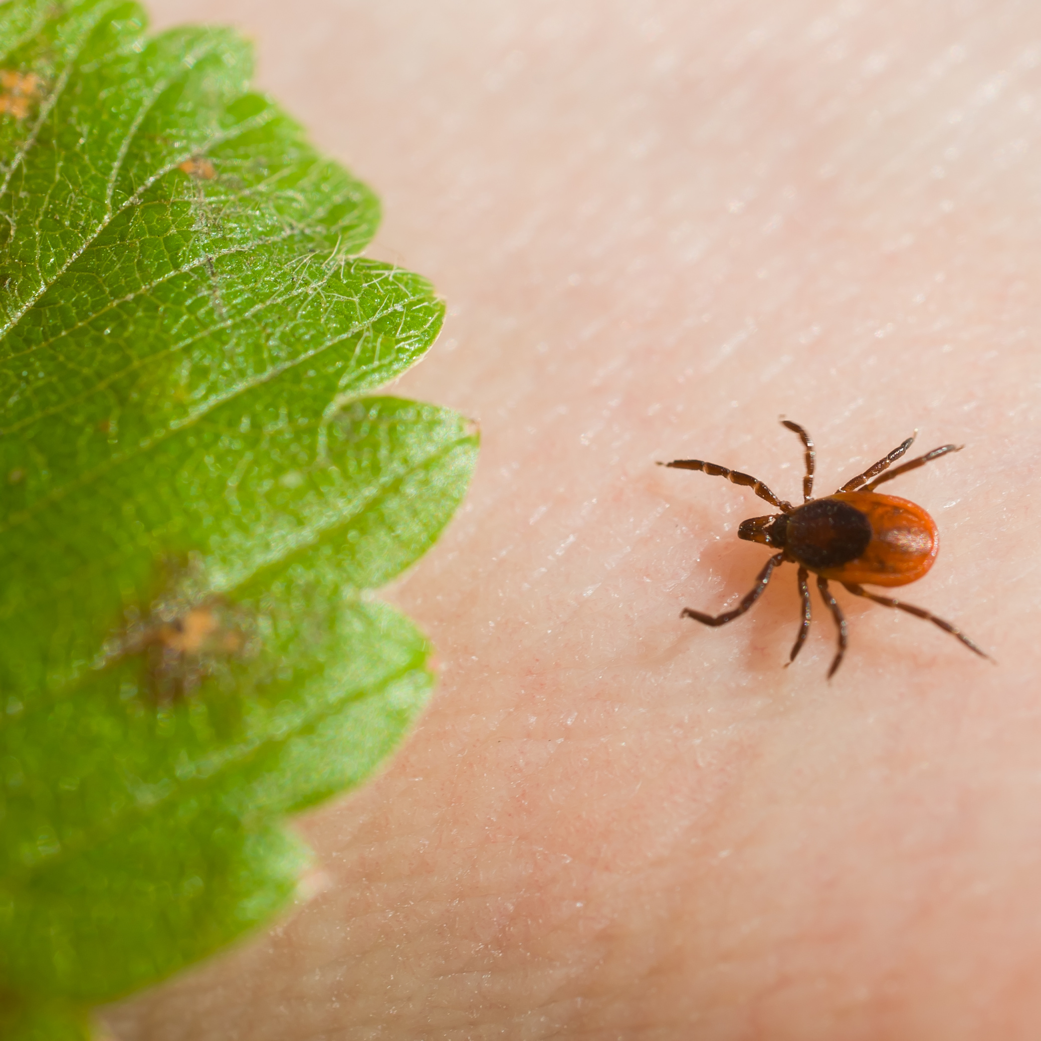 Tick-Borne Diseases in Minnesota: 7 Pathogens Identified