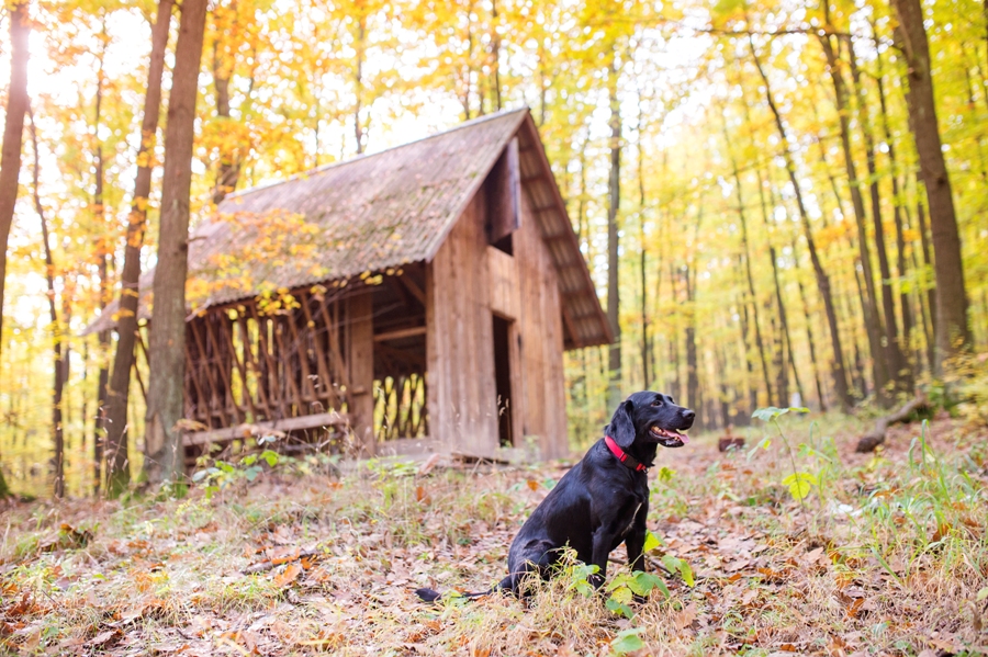 babesia in dogs