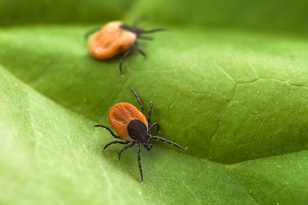 Where are the ticks and what are the diseases they carry?