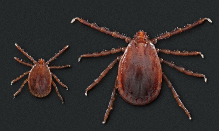 longhorned asian tick, tick-borne disease