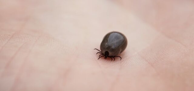 Borrelia miyamotoi disease