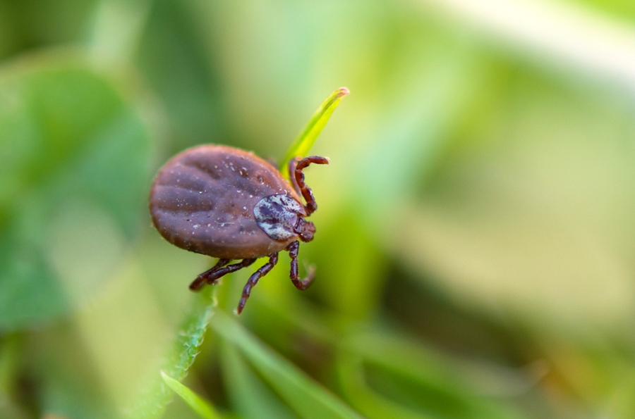 ticks quest on leaf