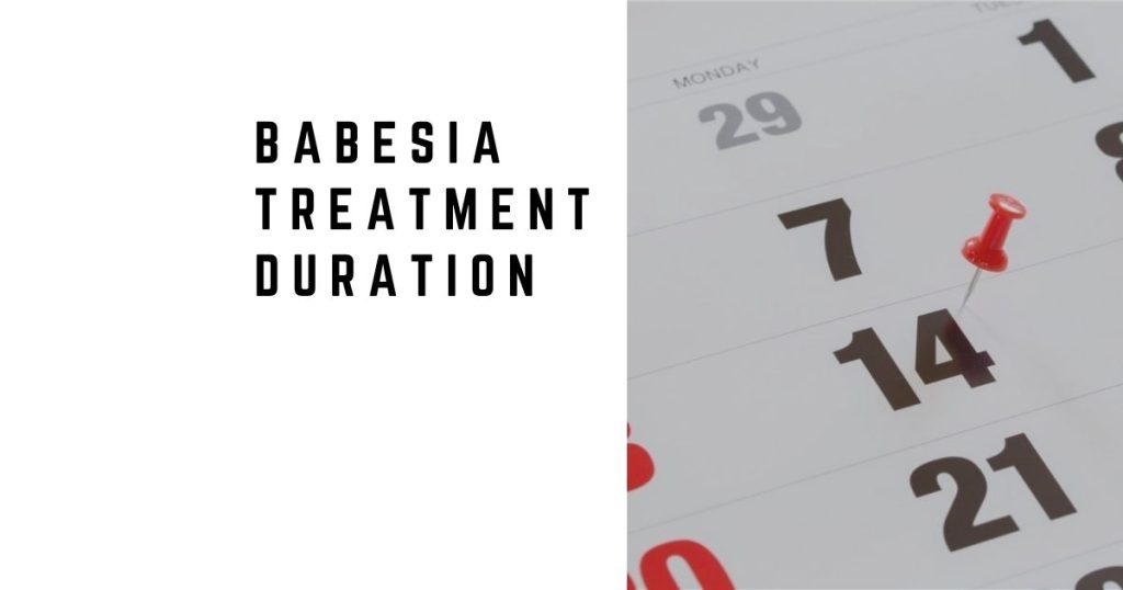 Babesia Treatment Duration: When 10 Days Isn’t Enough