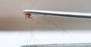 The 24–36 Hour Tick Bite Myth