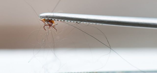 The 24–36 Hour Tick Bite Myth