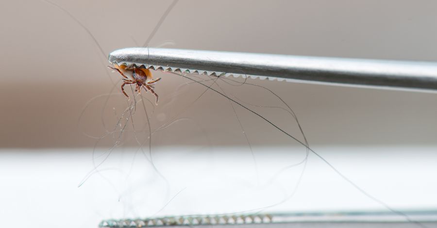 The 24–36 Hour Tick Bite Myth