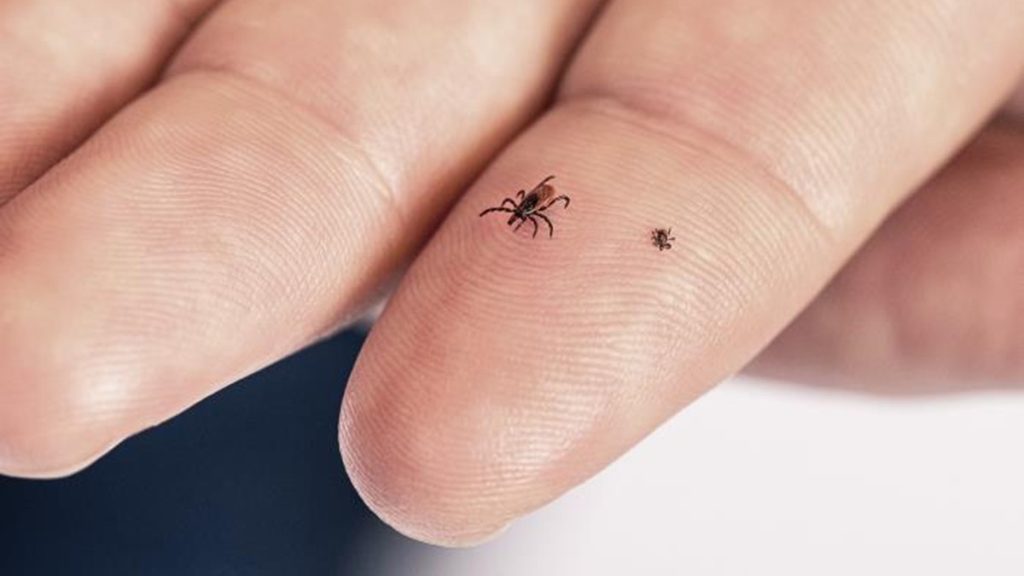 Does the Size of the Tick Matter for Lyme Disease?
