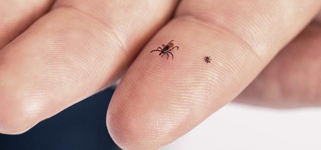 Does the Size of the Tick Matter for Lyme Disease?
