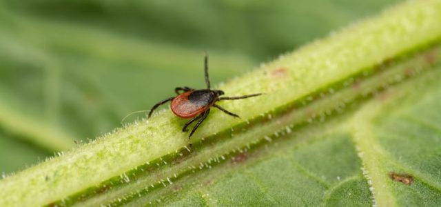 Deer Tick Season: When Lyme Disease Risk Peaks