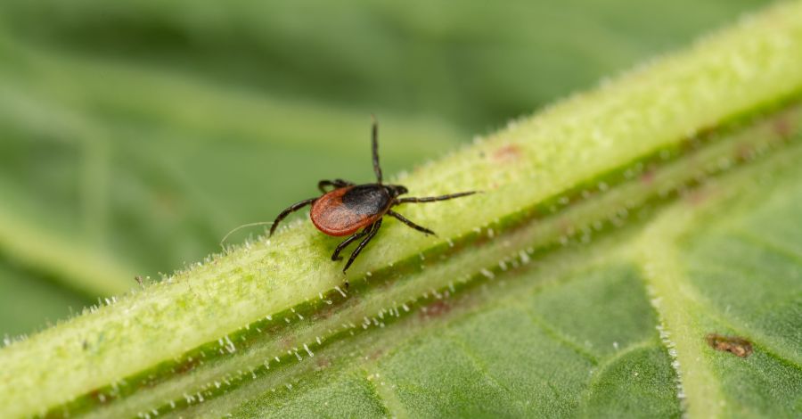 Deer Tick Season: When Lyme Disease Risk Peaks