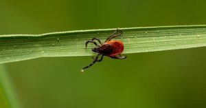 Lyme Disease Is Expanding Even Where You Didn’t See Ticks