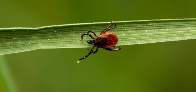 Lyme Disease Is Expanding Even Where You Didn’t See Ticks