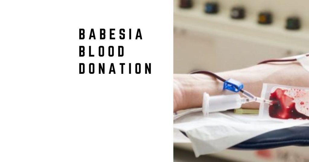 Babesia Blood Donation: When Screening Finds Infection