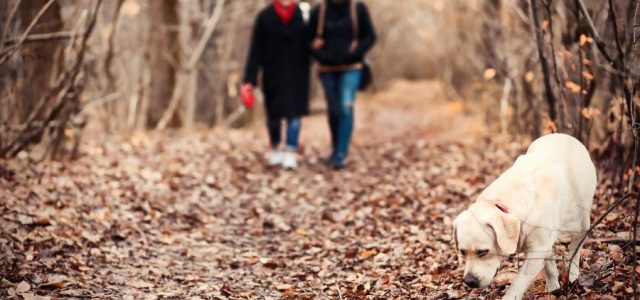 Too Cold for Ticks? Think Again — Lyme Risk Doesn’t Freeze