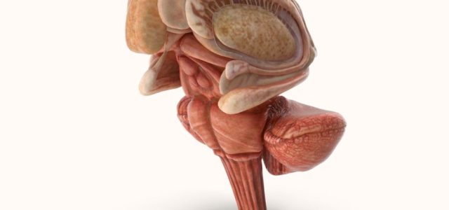 Brain Fog and Cognitive Dysfunction in Lyme Disease