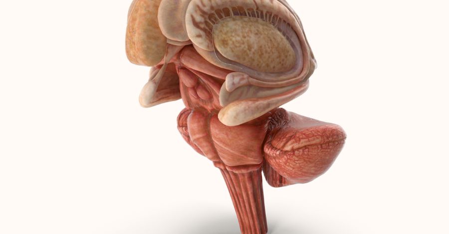 Brain Fog and Cognitive Dysfunction in Lyme Disease